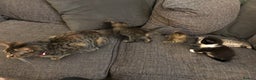 Mixed Breed cats for sale: Bengal cross kittens  - Advert 7