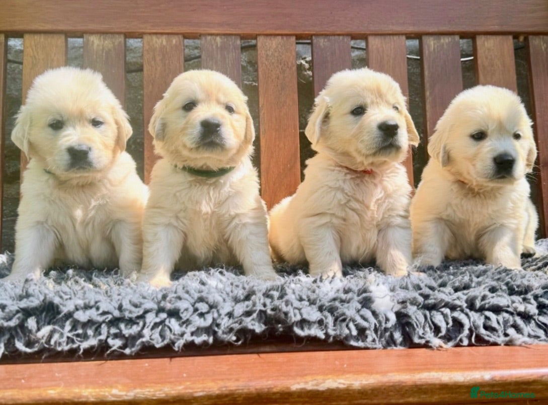 Golden Retriever dogs Stunning Cream, KC reg, health tested Puppies - Advert 1