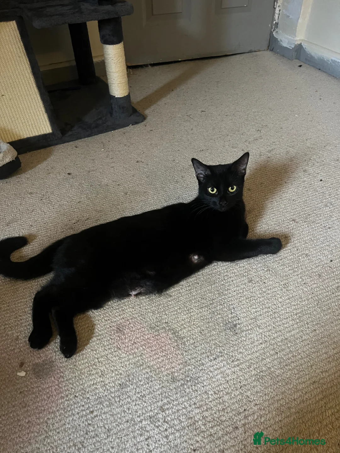 Domestic Shorthair cats for sale: Kittens for sale  in Swindon - Advert 2