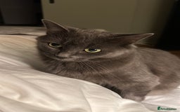 Russian Blue cats for sale: Sweet 4 Year Old Russian Blue Girl  - Image 3