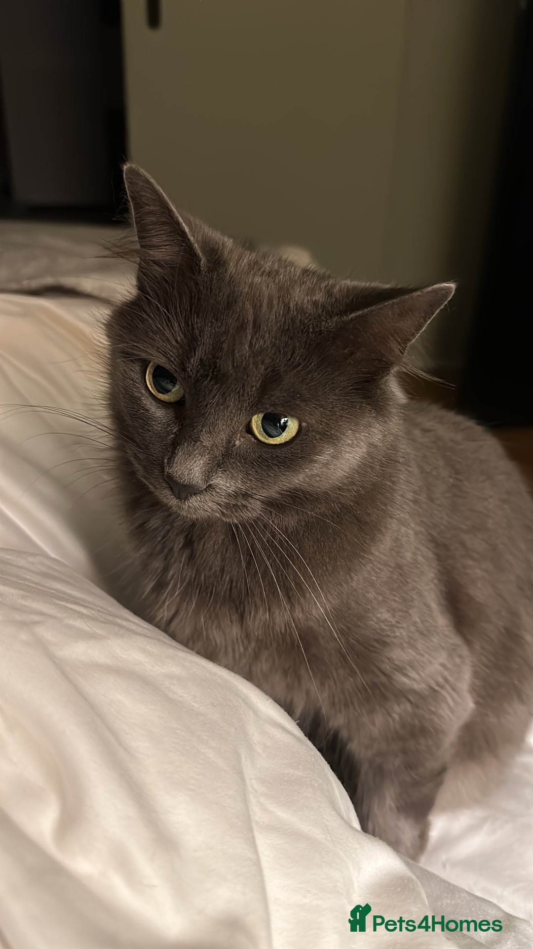 Russian Blue cats for sale: Sweet 4 Year Old Russian Blue Girl  - Image 3