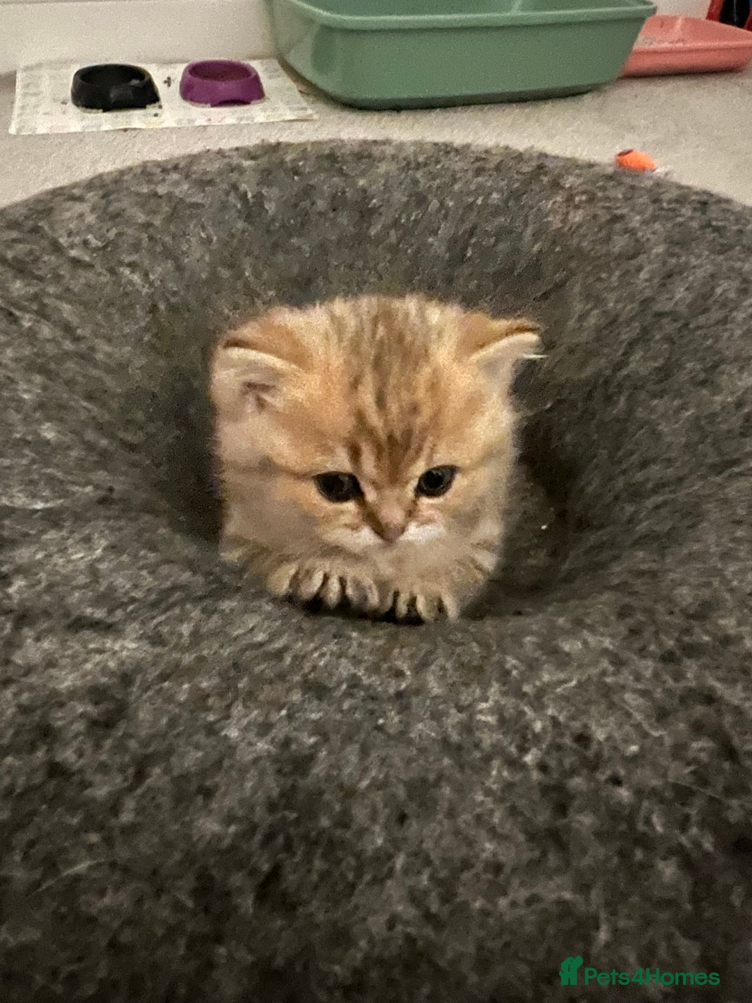 British Shorthair cats for sale: Two golden British Shorthair females - Advert 13