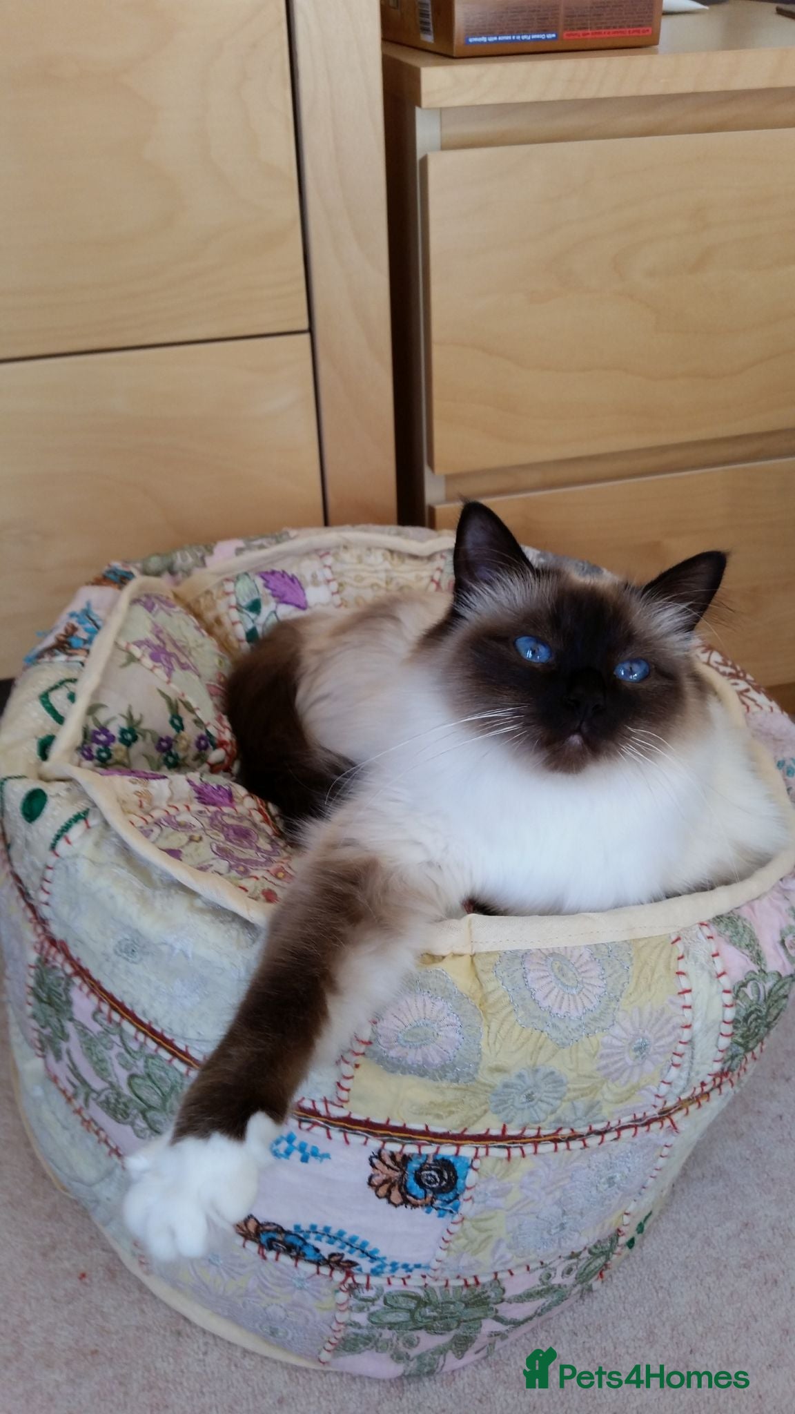 Birman cats Seal Birman - Advert 7