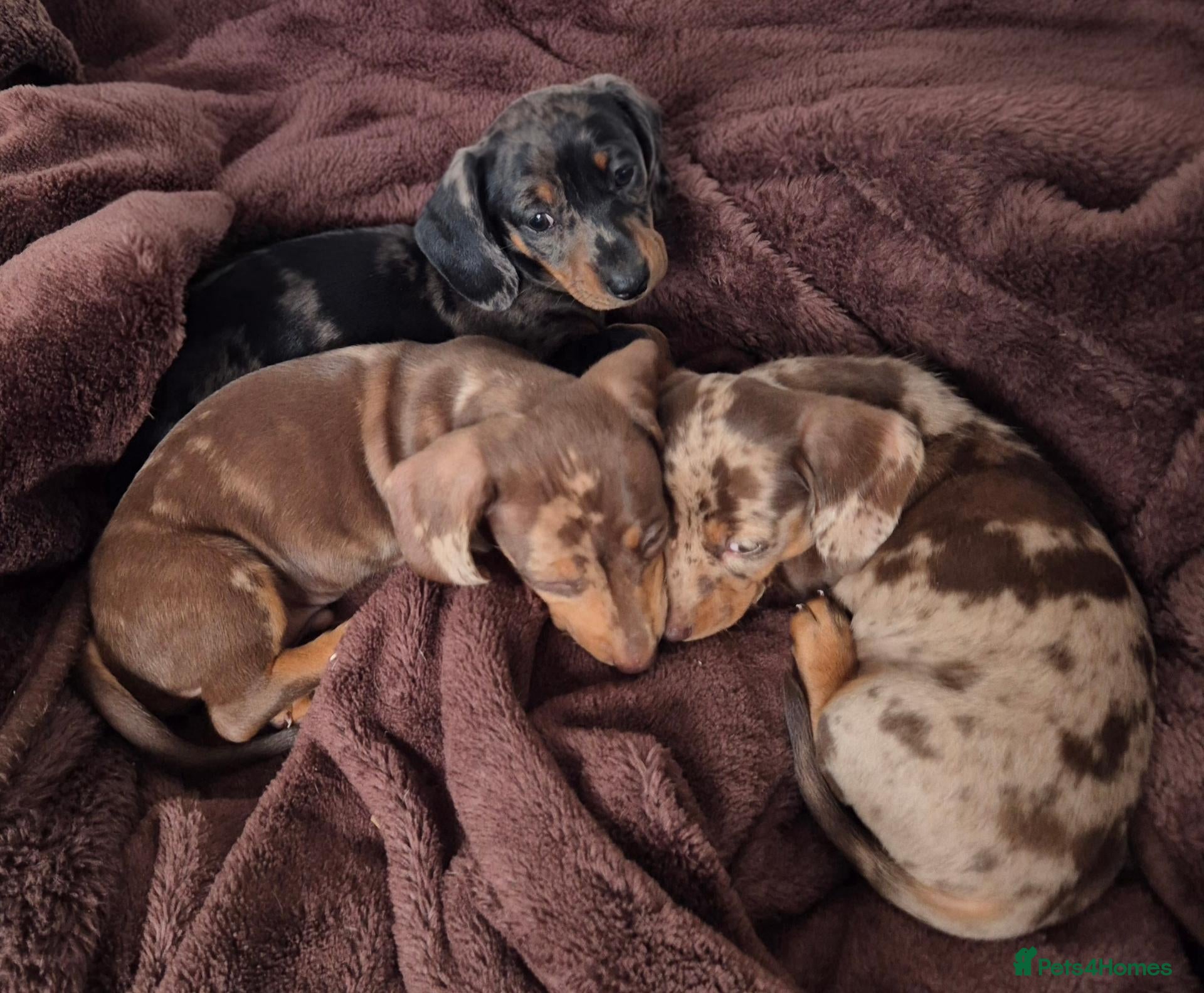 Miniature Dachshund dogs Gorgeous KC Registered, PRA Clear puppies  - Advert 6