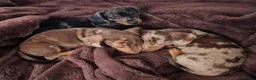 Miniature Dachshund dogs for sale: Gorgeous KC Registered, PRA Clear puppies  in Harlow - Advert 3