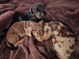 Miniature Dachshund dogs Gorgeous KC Registered, PRA Clear puppies - Advert 6