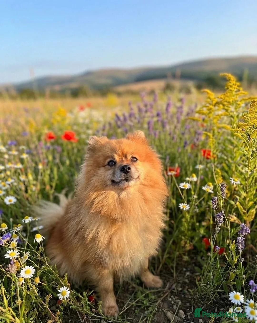 Pomeranian dogs for sale: Pomeranians  in Harlow - Advert 16