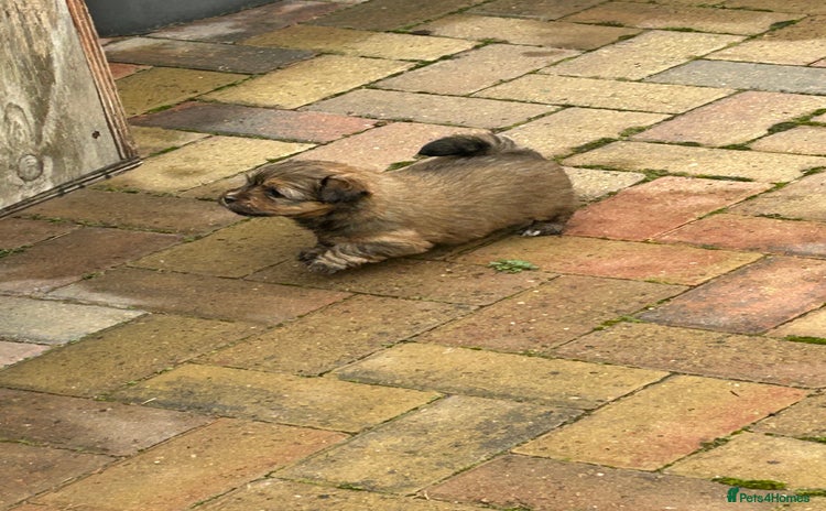 Havanese dogs - Advert 2