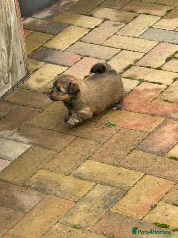 Havanese dogs - Advert 2