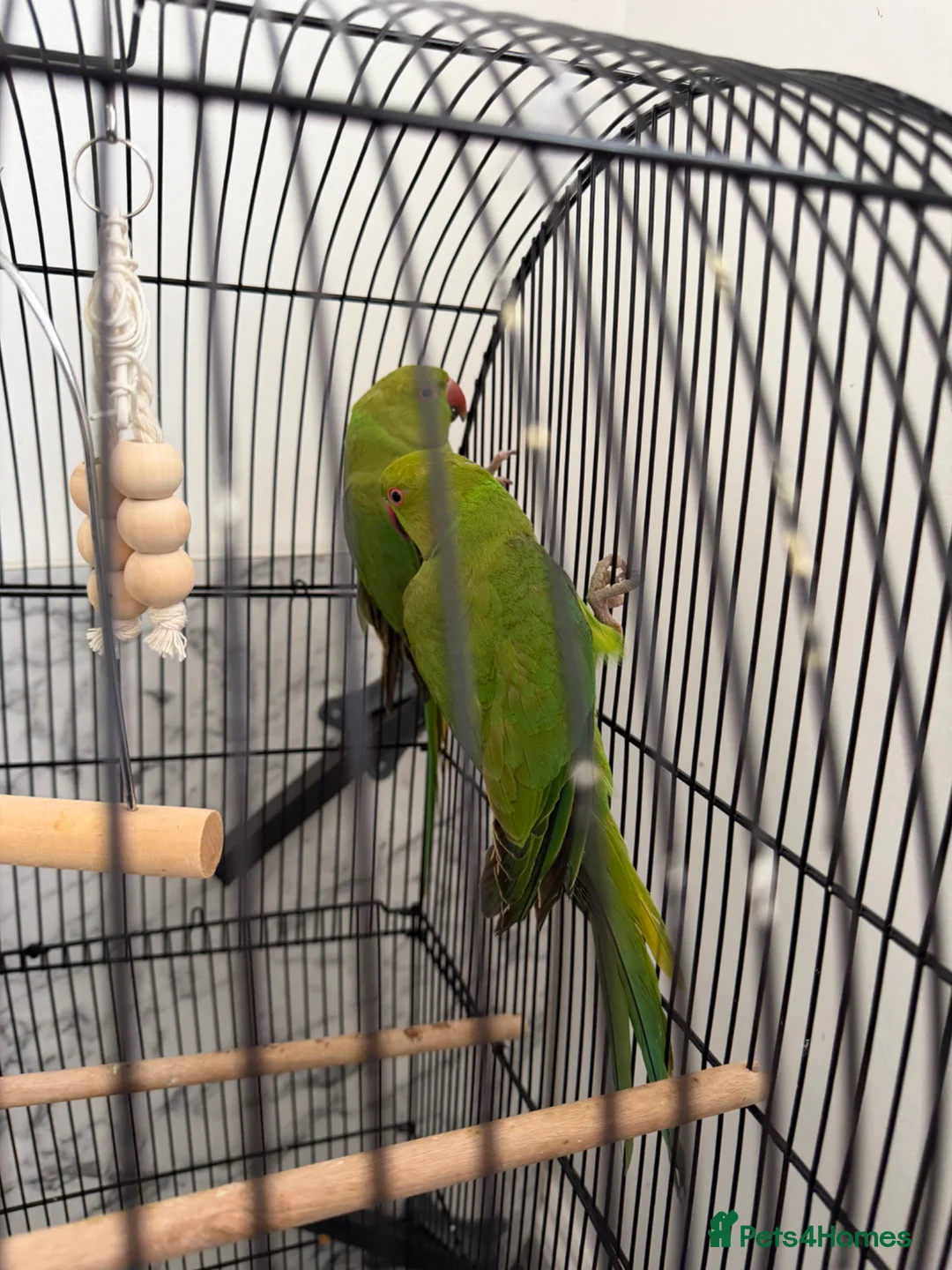 Ringnecks birds for sale: Ringneck parrot  - Advert 1