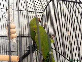 Ringnecks birds Ringneck parrot - Advert 1