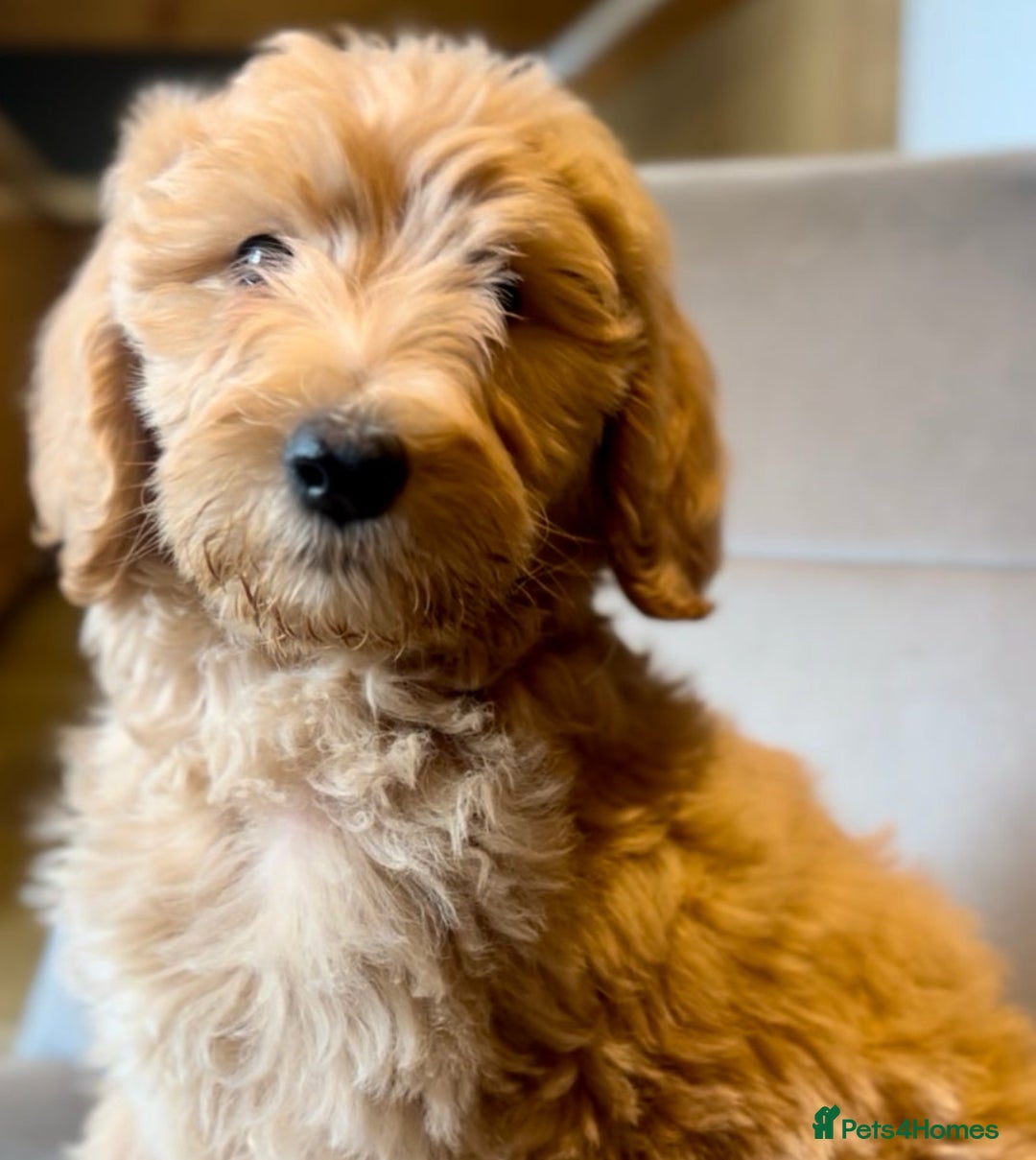 Goldendoodle dogs for sale: F1b Goldendoodle **last pup available ** - Image 2