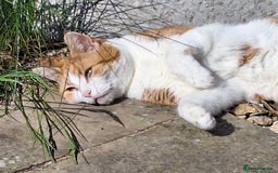 Mixed Breed cats for sale: Neville - Image 5