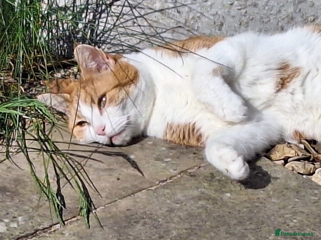 Mixed Breed cats for sale: Neville - Image 5