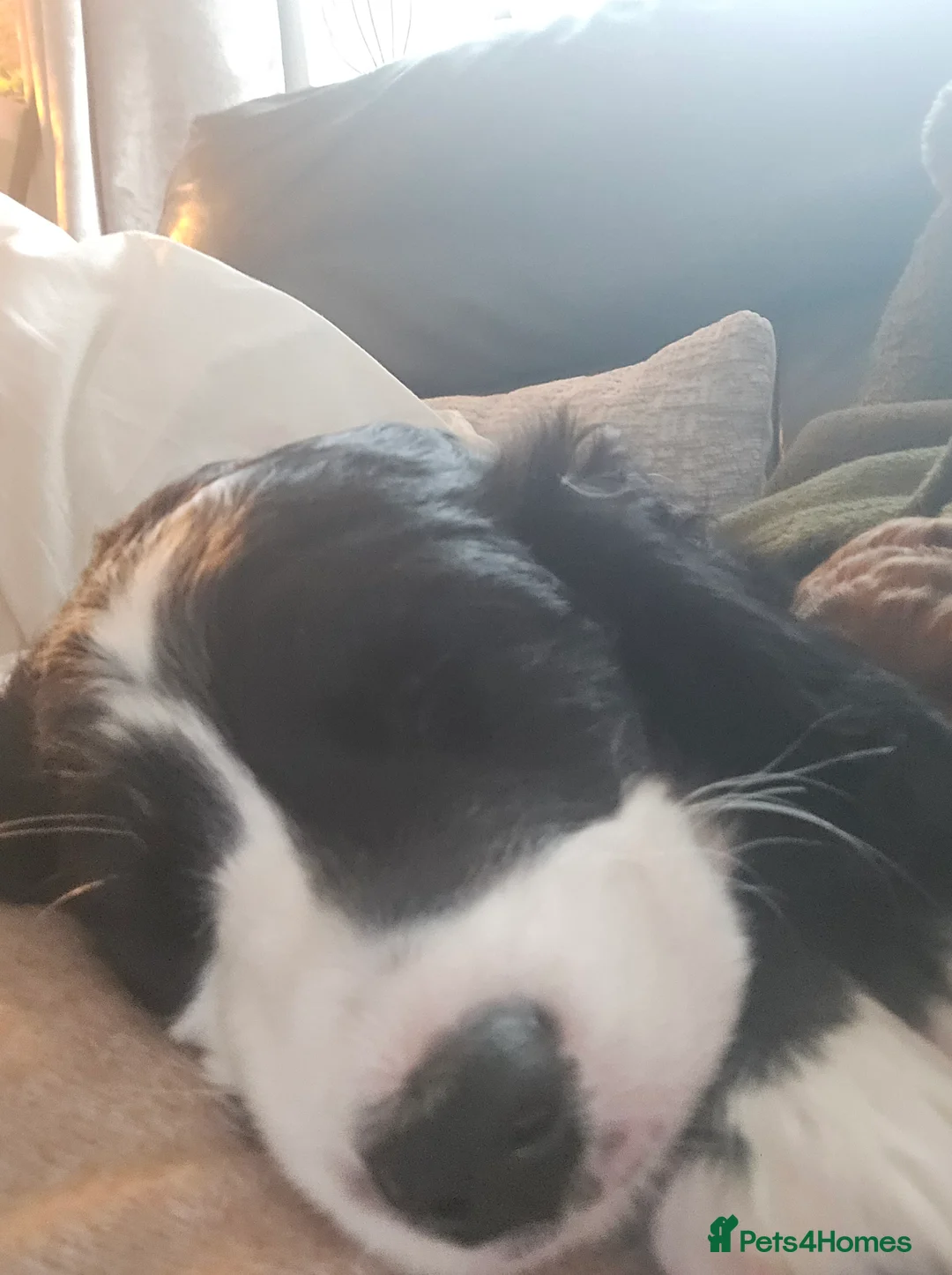 Cockapoo dogs for sale: Rebecca sheldrick  - Advert 12