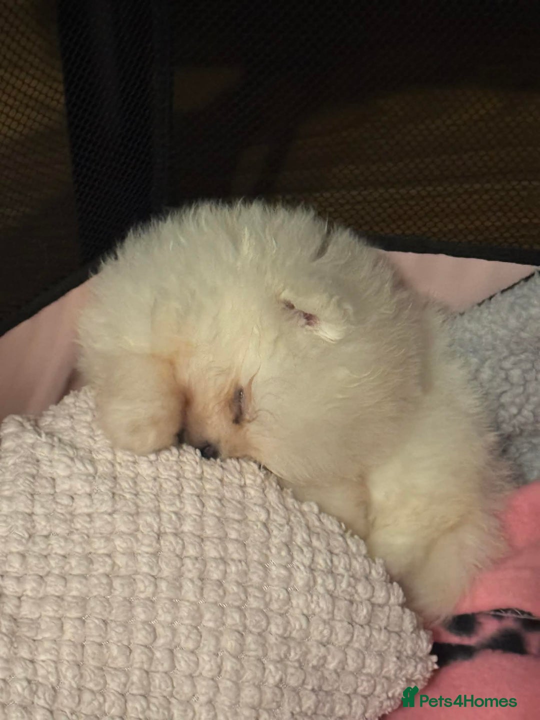 Pomeranian dogs for sale: Tiny white Pomeranian puppy  - Advert 14