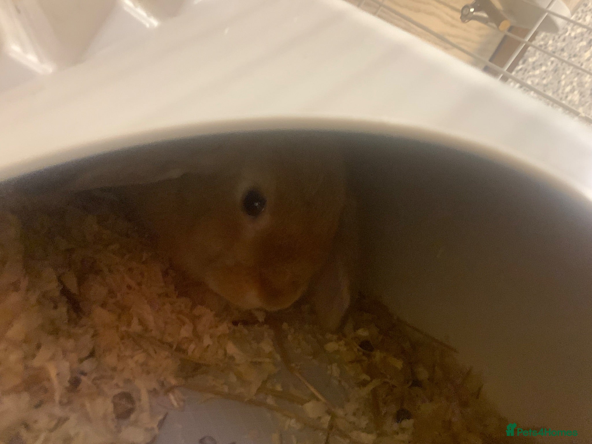 Mixed Breed rabbits Two rabbits for sale  - Advert 1