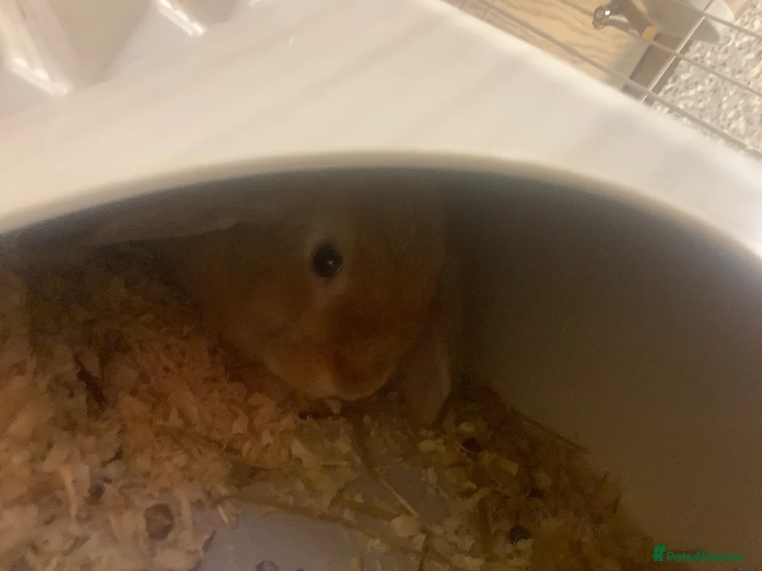 Mixed Breed rabbits for sale: Two rabbits for sale  in Wolverhampton - Advert 1