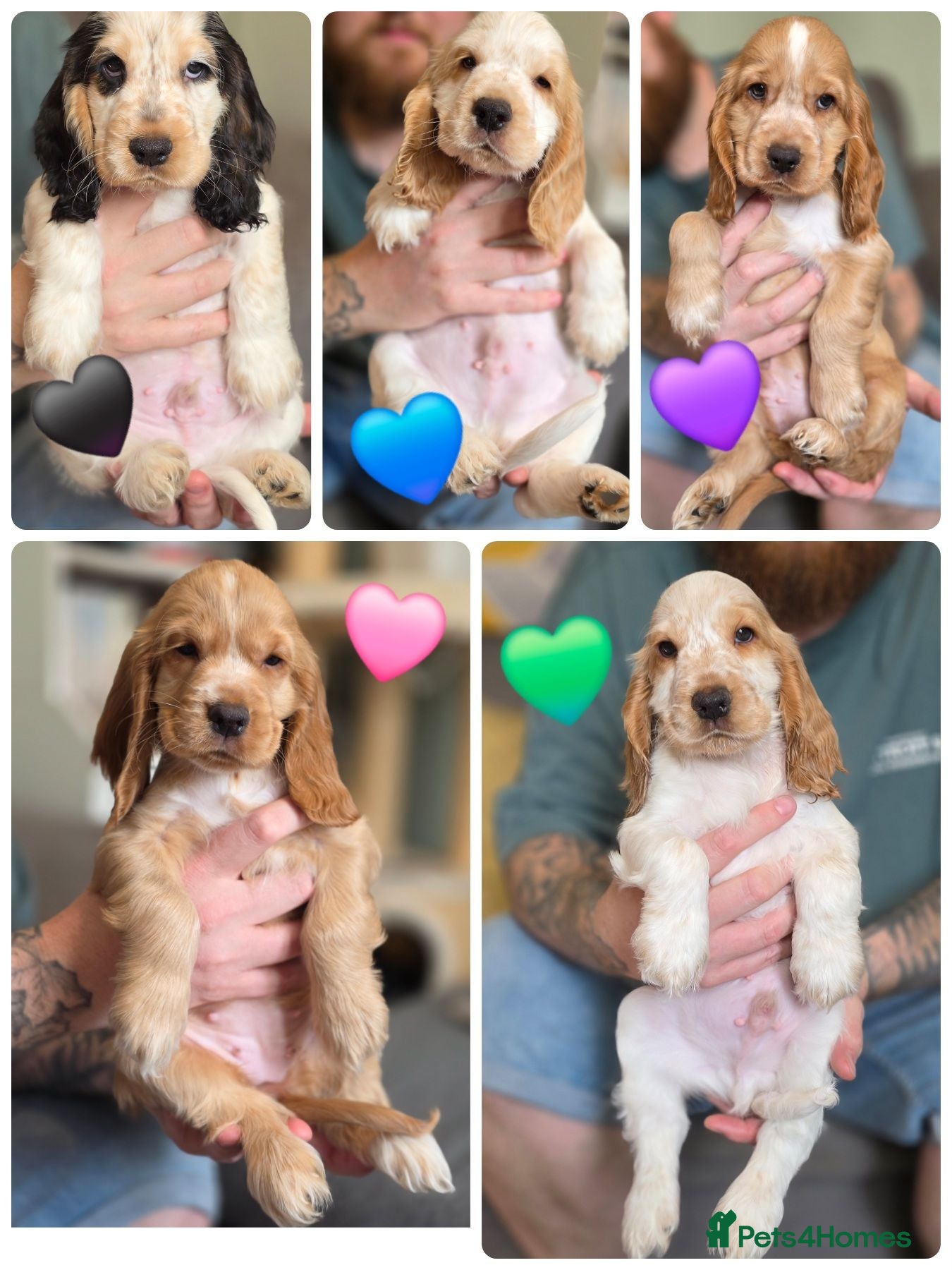 Cocker Spaniel dogs KC Registered Show cocker spaniel  - Advert 1