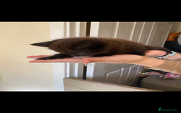 British Longhair cats for sale: 8 fluffy kittens  - Image 2