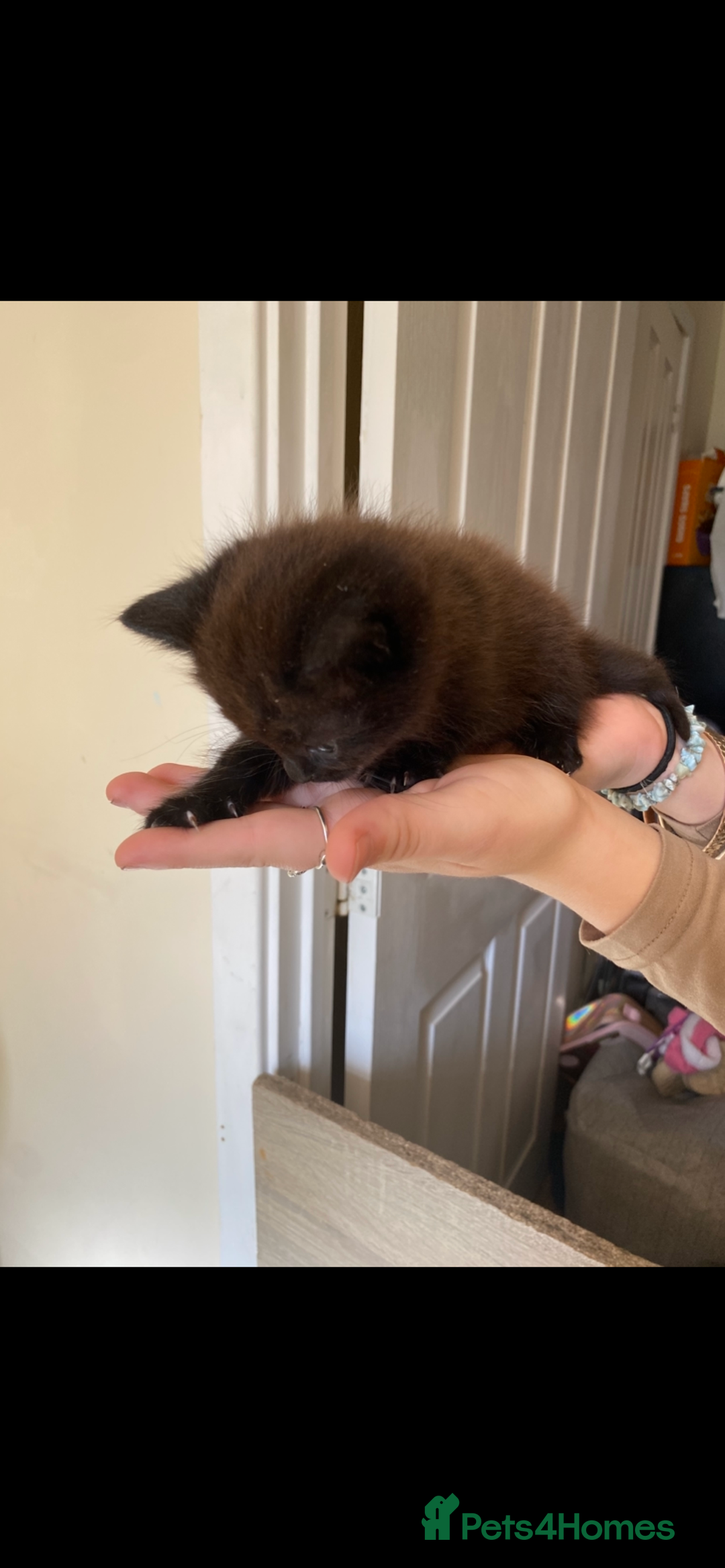 British Longhair cats for sale: 8 fluffy kittens  - Image 2