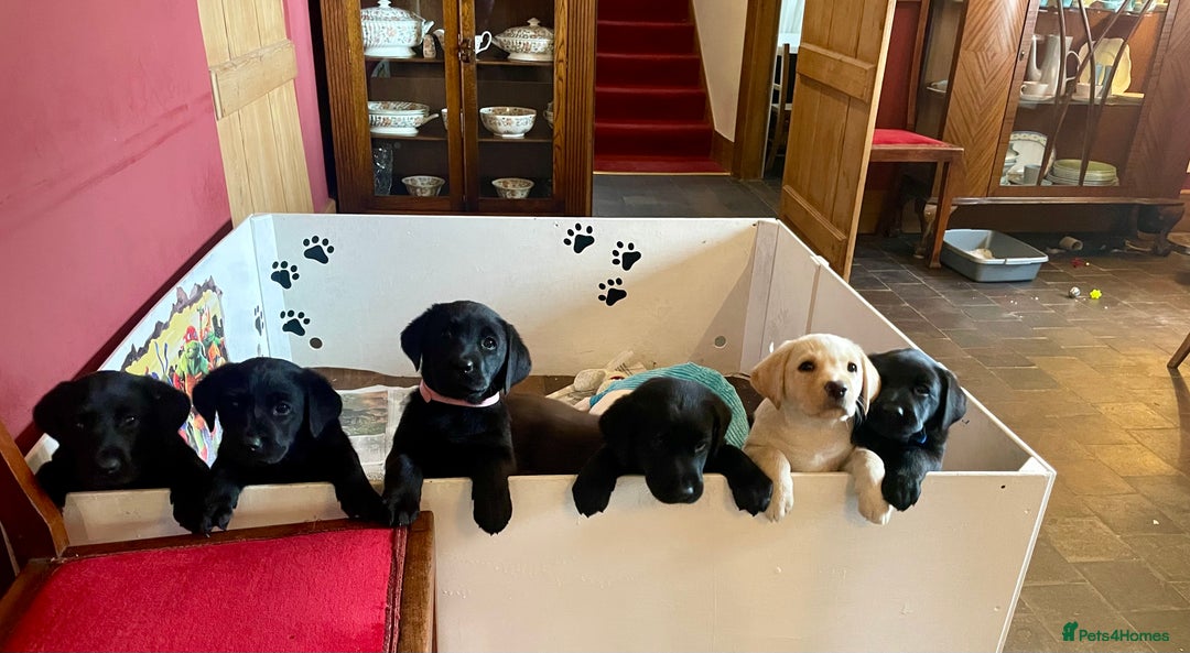Labrador Retriever dogs for sale: Fabulous KC registered labradors - Image 1