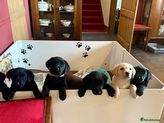 Labrador Retriever dogs - Advert 6