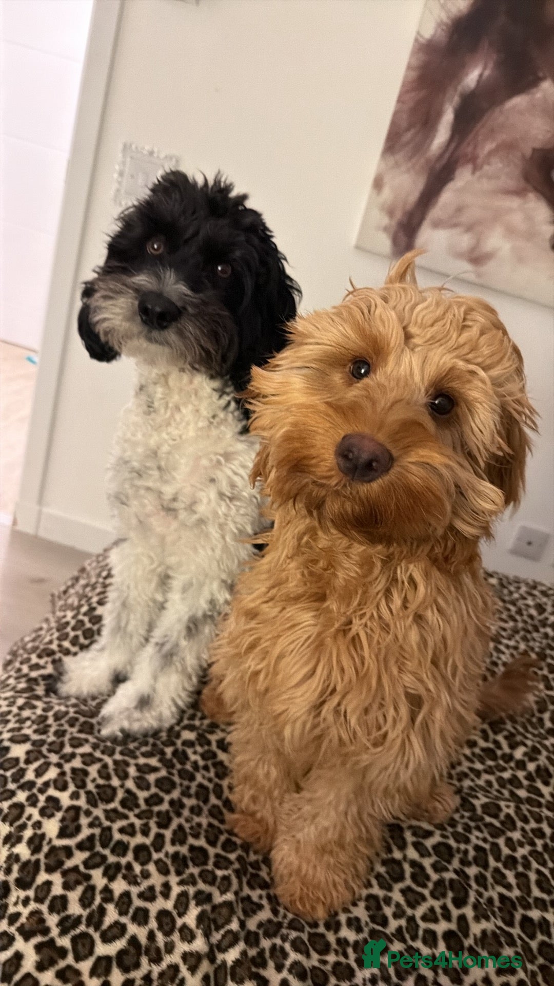 Cockapoo dogs for sale: Cockapoo Pup  - Advert 3