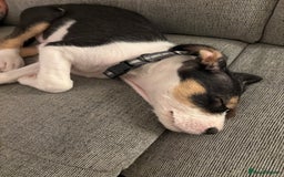 Mixed Breed dogs for sale: LabXlurcher male pup - Advert 2