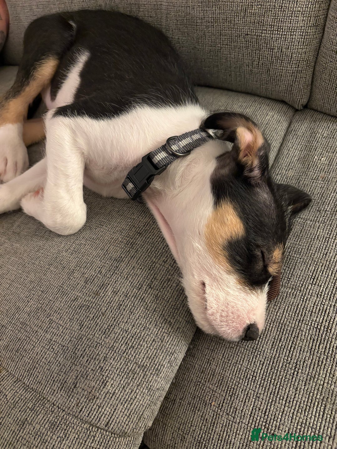 Mixed Breed dogs for sale: LabXlurcher male pup - Advert 2