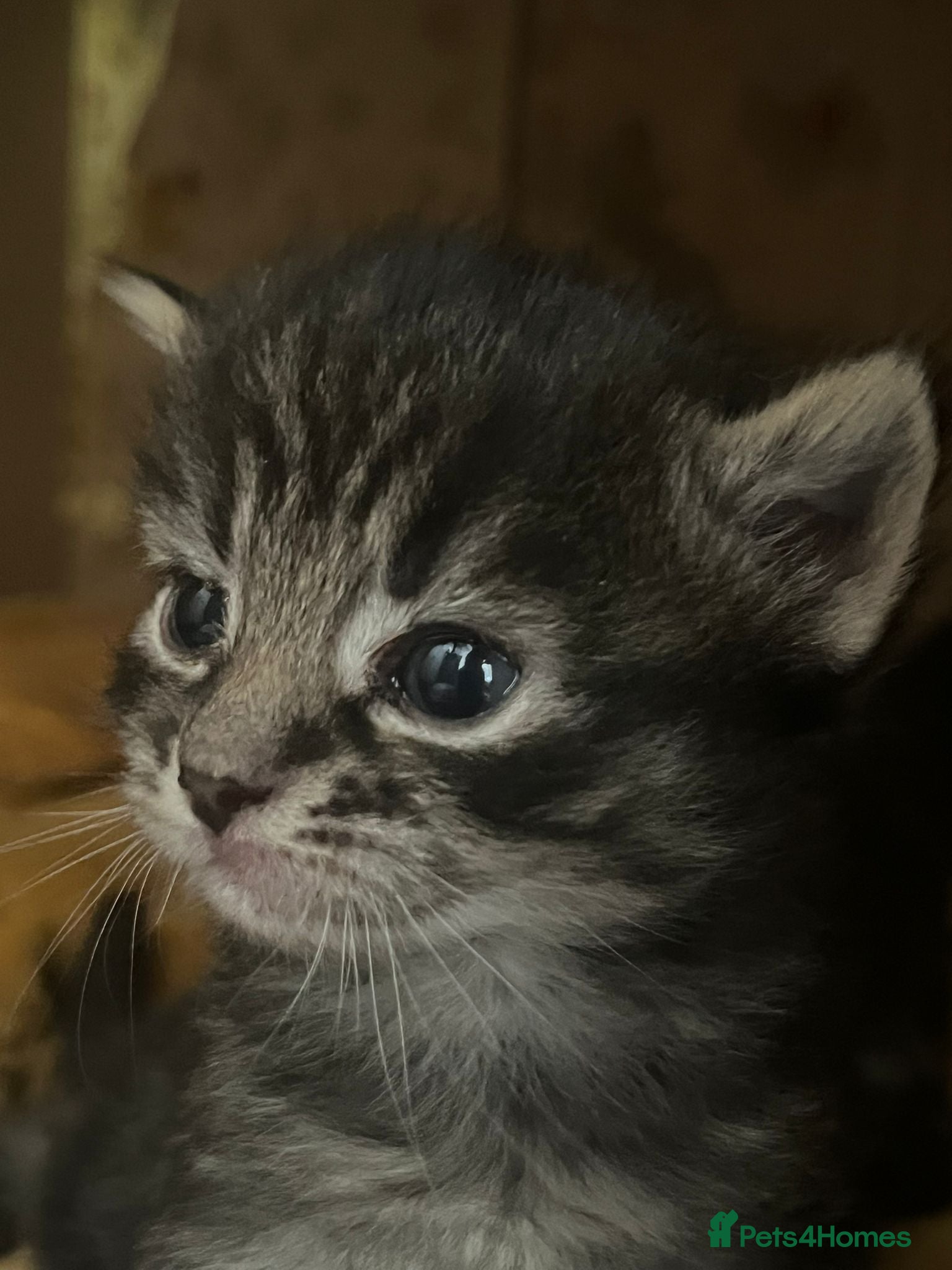 Mixed Breed cats for sale: 3 gorgeous kittens for sale - Advert 3