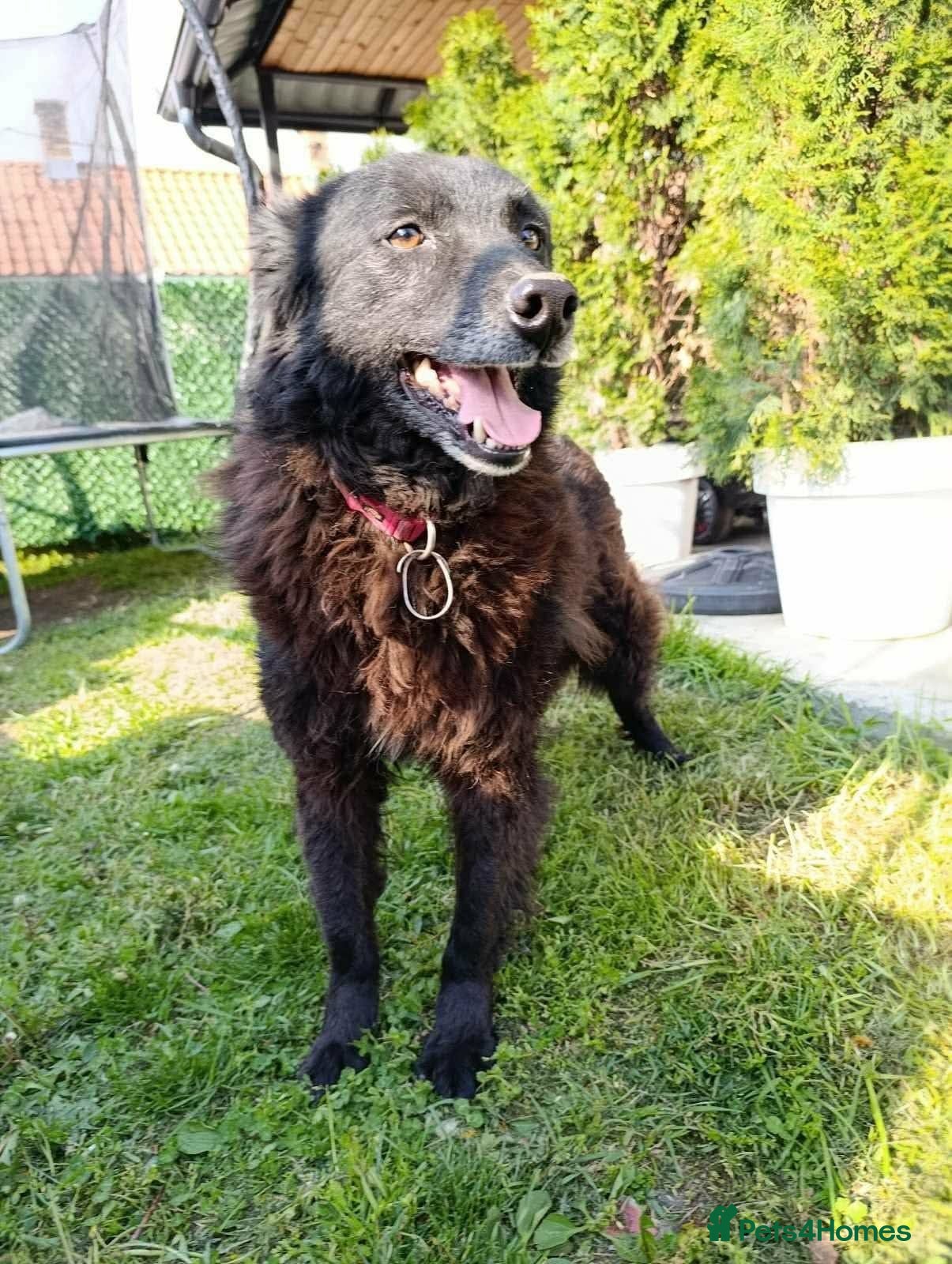 Mixed Breed dogs CADELLA LITTLE RAY OF SUNSHINE WITH A SMILE  - Advert 1
