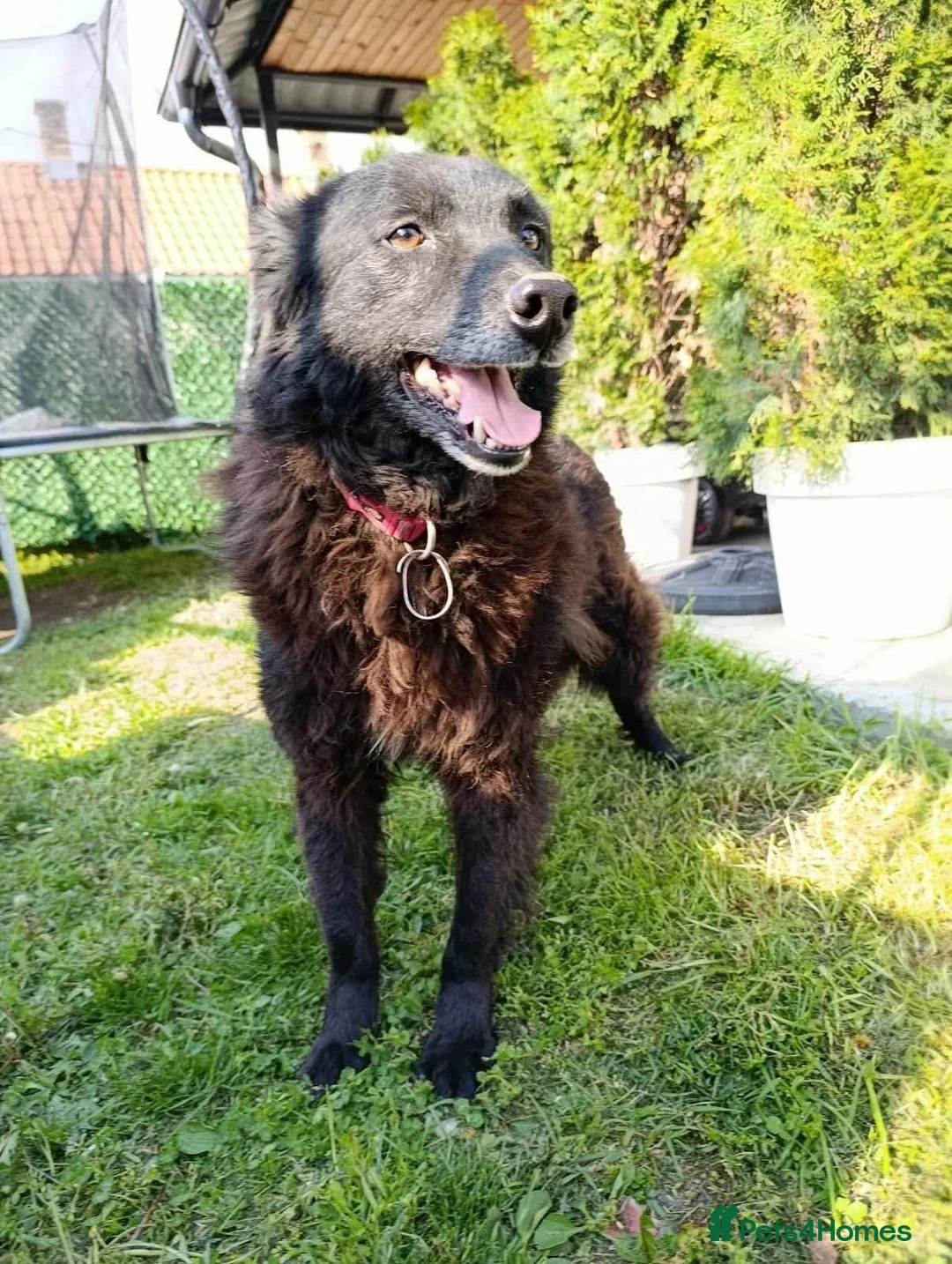 Mixed Breed dogs for sale: CADELLA LITTLE RAY OF SUNSHINE WITH A SMILE  - Advert 1