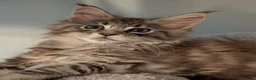 Maine Coon cats for sale: Gorgeous Registered Maine Coon Kittens  - Advert 3
