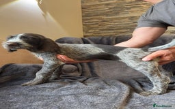 German Wirehaired Pointer dogs for sale: German wired haired stunning pointer pups  in Preston - Image 11