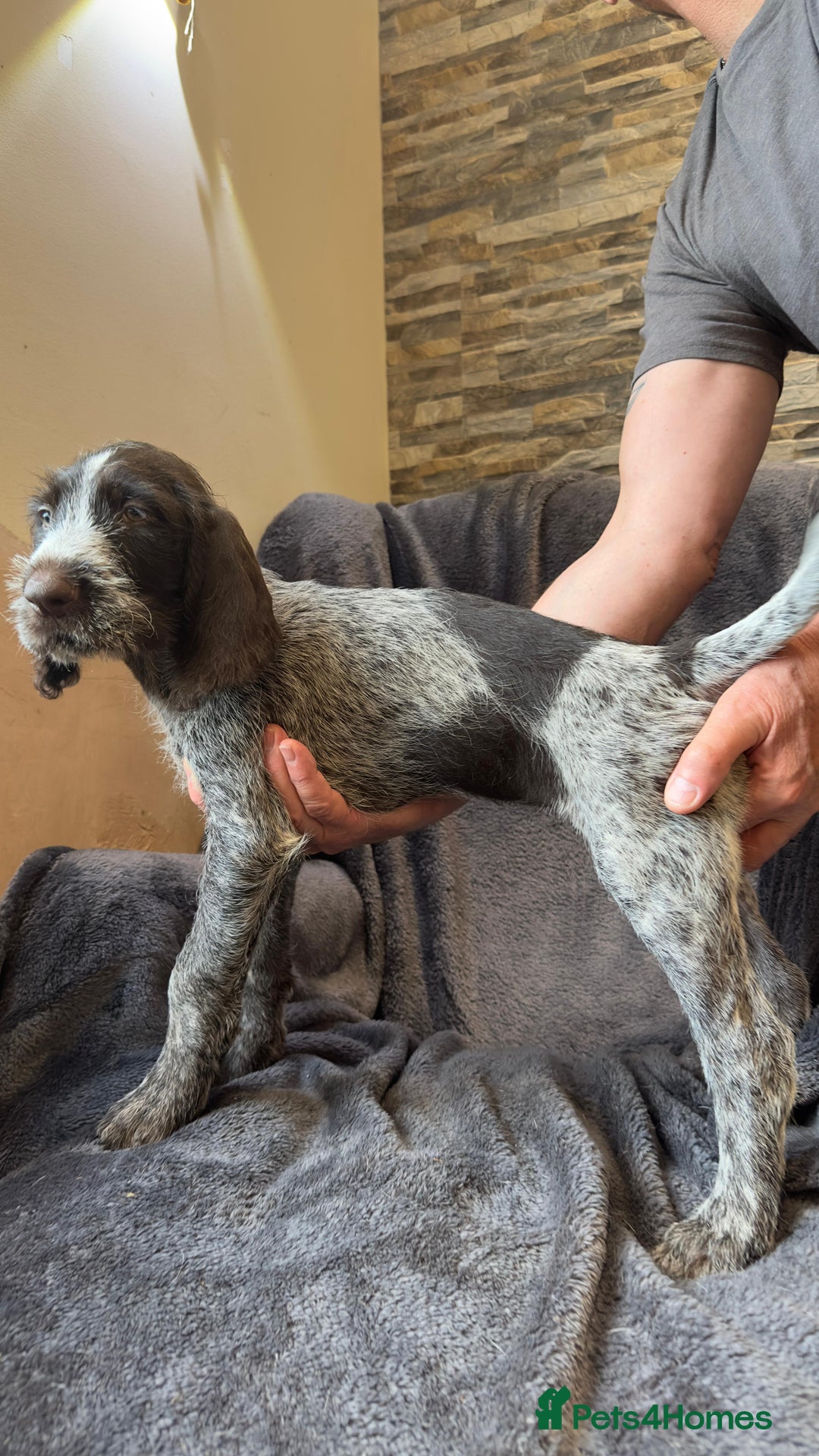 German Wirehaired Pointer dogs for sale: German wired haired stunning pointer pups  in Preston - Image 11