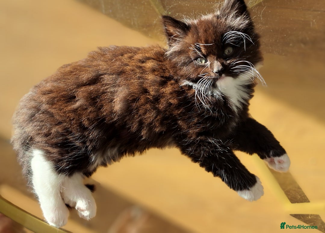 Mixed Breed cats for sale: Gorgeous Cross Kittens 🌟 - Advert 27