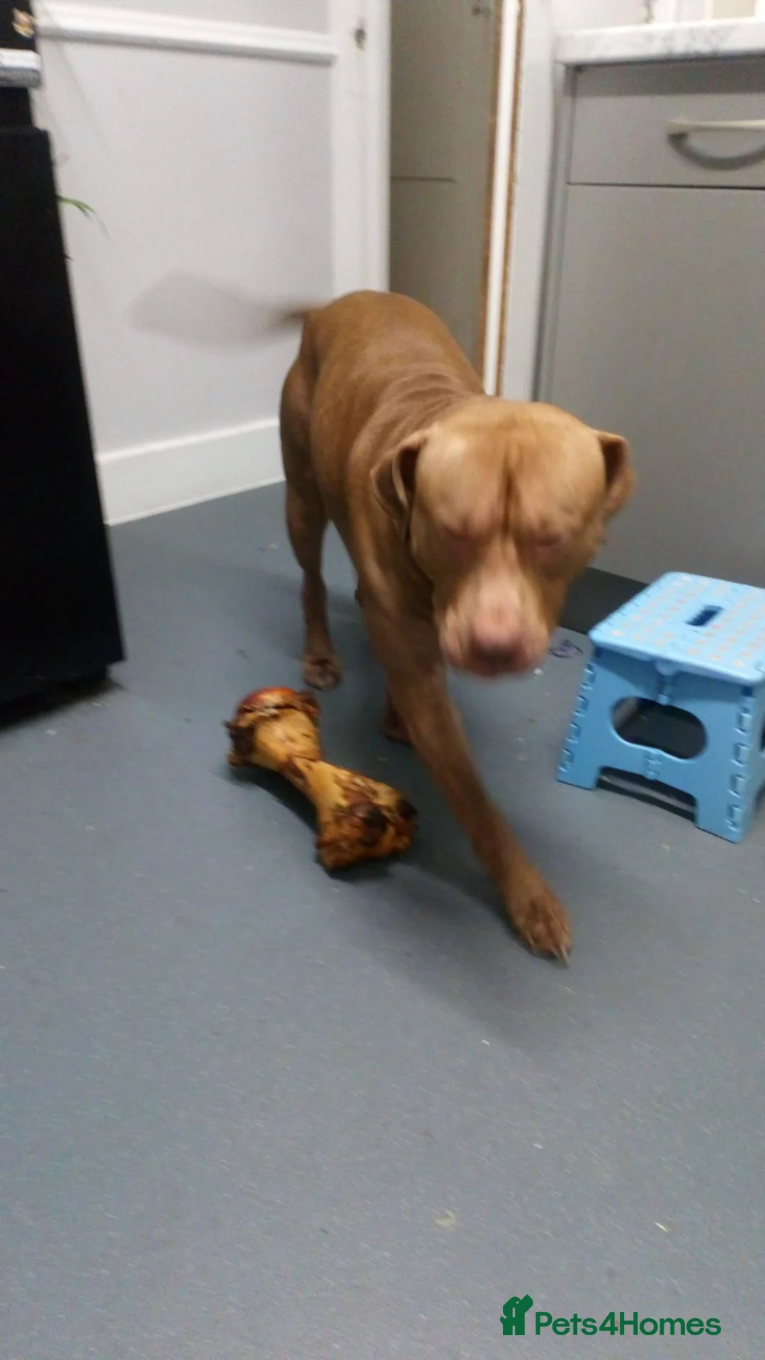 Mixed Breed dogs for sale: Ronnie  in London - Advert 2