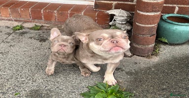 French Bulldog dogs - Advert 2