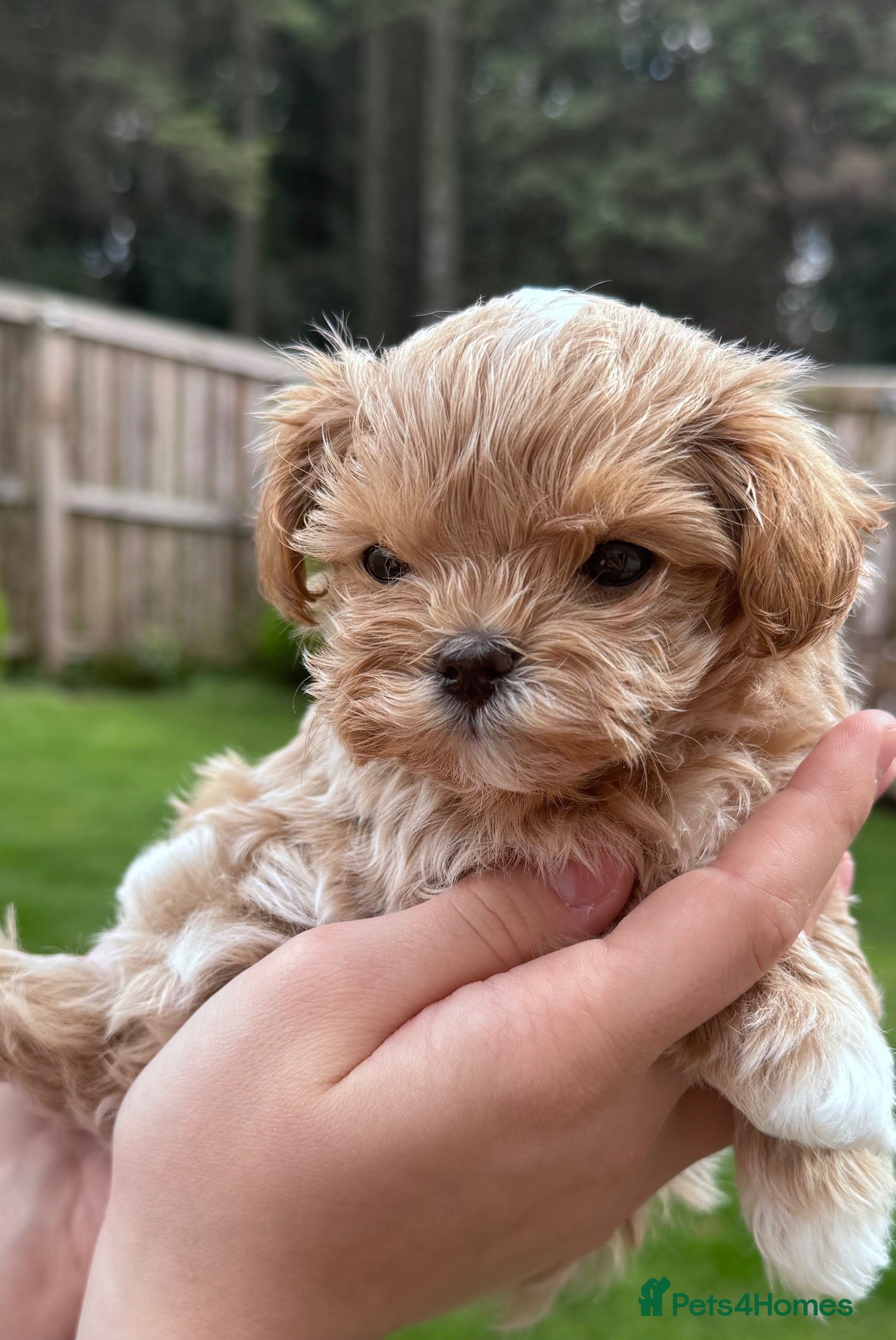 Maltipoo dogs 🧸Maltipoo DNA tested Korean & Asian lines - Advert 1