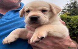 Labrador Retriever dogs for sale: Gorgeous Labrador Puppies - only 5 remaining!! - Image 14