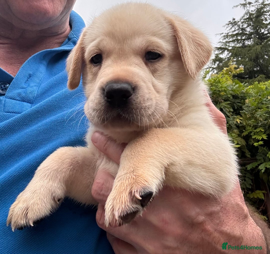 Labrador Retriever dogs for sale: Gorgeous Labrador Puppies - only 5 remaining!! - Image 14