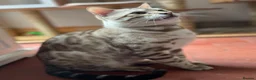 Bengal cats for sale: Beautiful Bengal family members - Advert 16