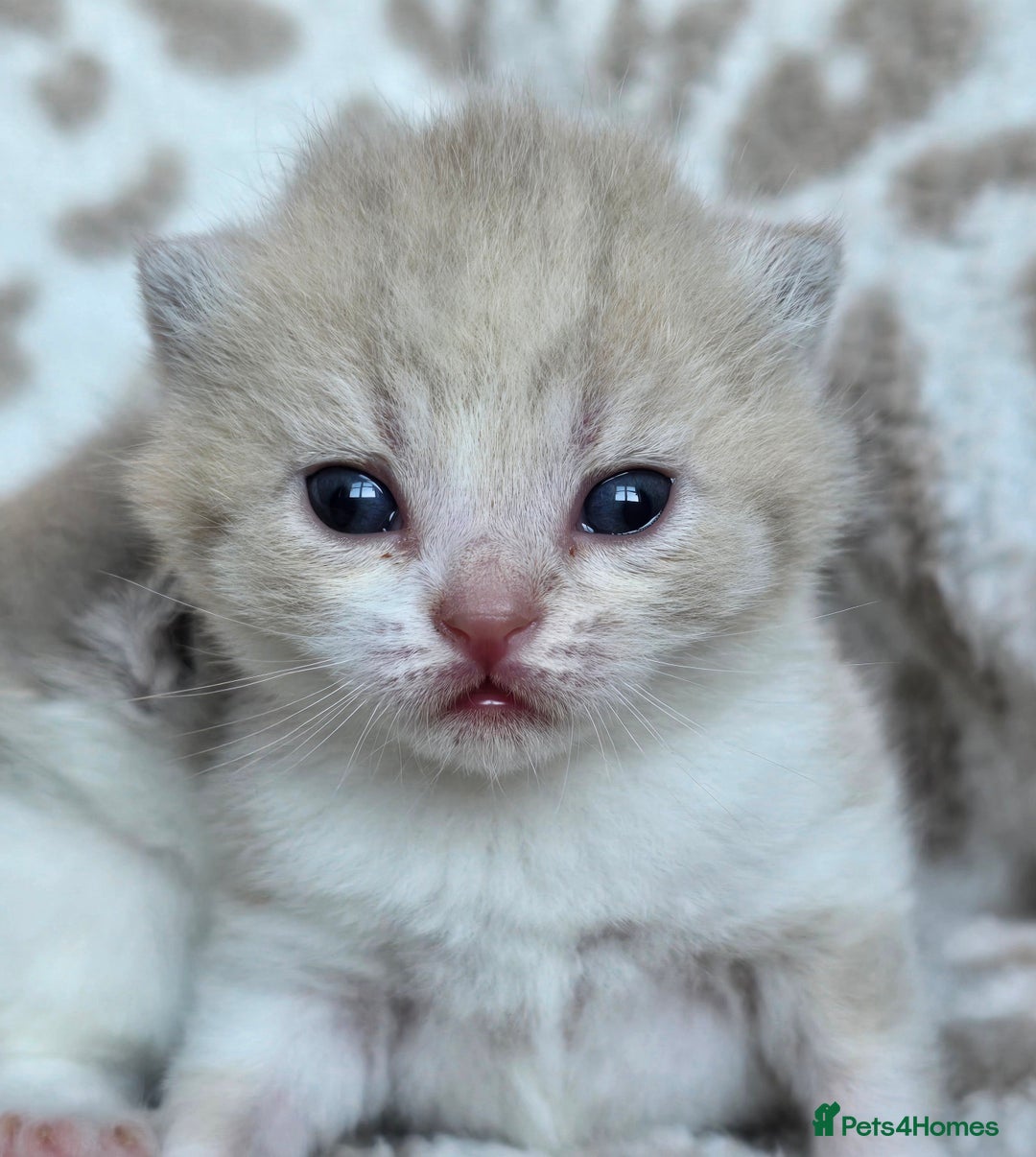 British Shorthair cats for sale: 1 BOY LEFT TICA reg BSH and BLH kittens - Advert 31