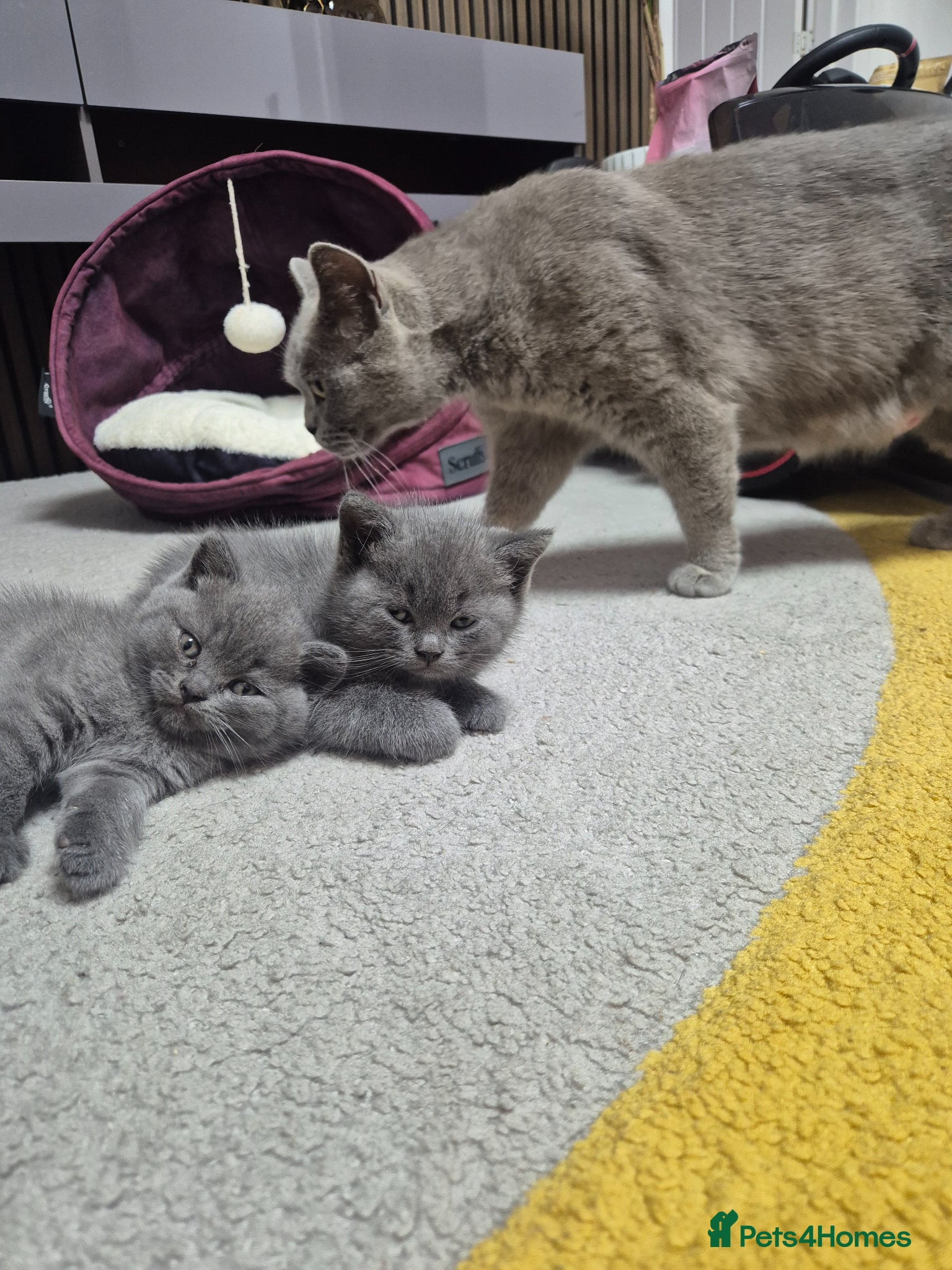 British Shorthair cats for sale: 2 male kittens - Advert 8
