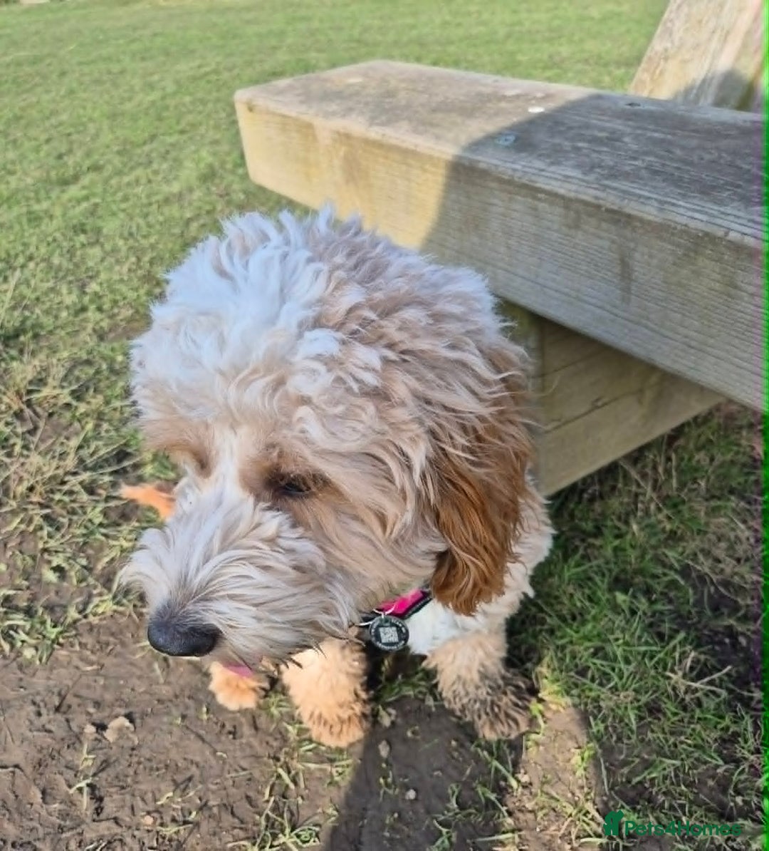 Cockapoo dogs for sale: Cockapoo - Advert 2