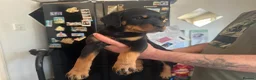 Rottweiler dogs for sale: 2 Beautiful and Playful Rottweiler puppies  - Advert 6