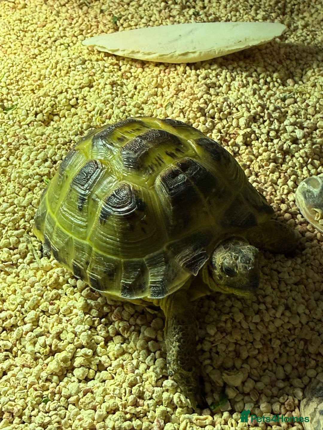 Tortoise reptiles for sale: Horsefield tortoise - Advert 8