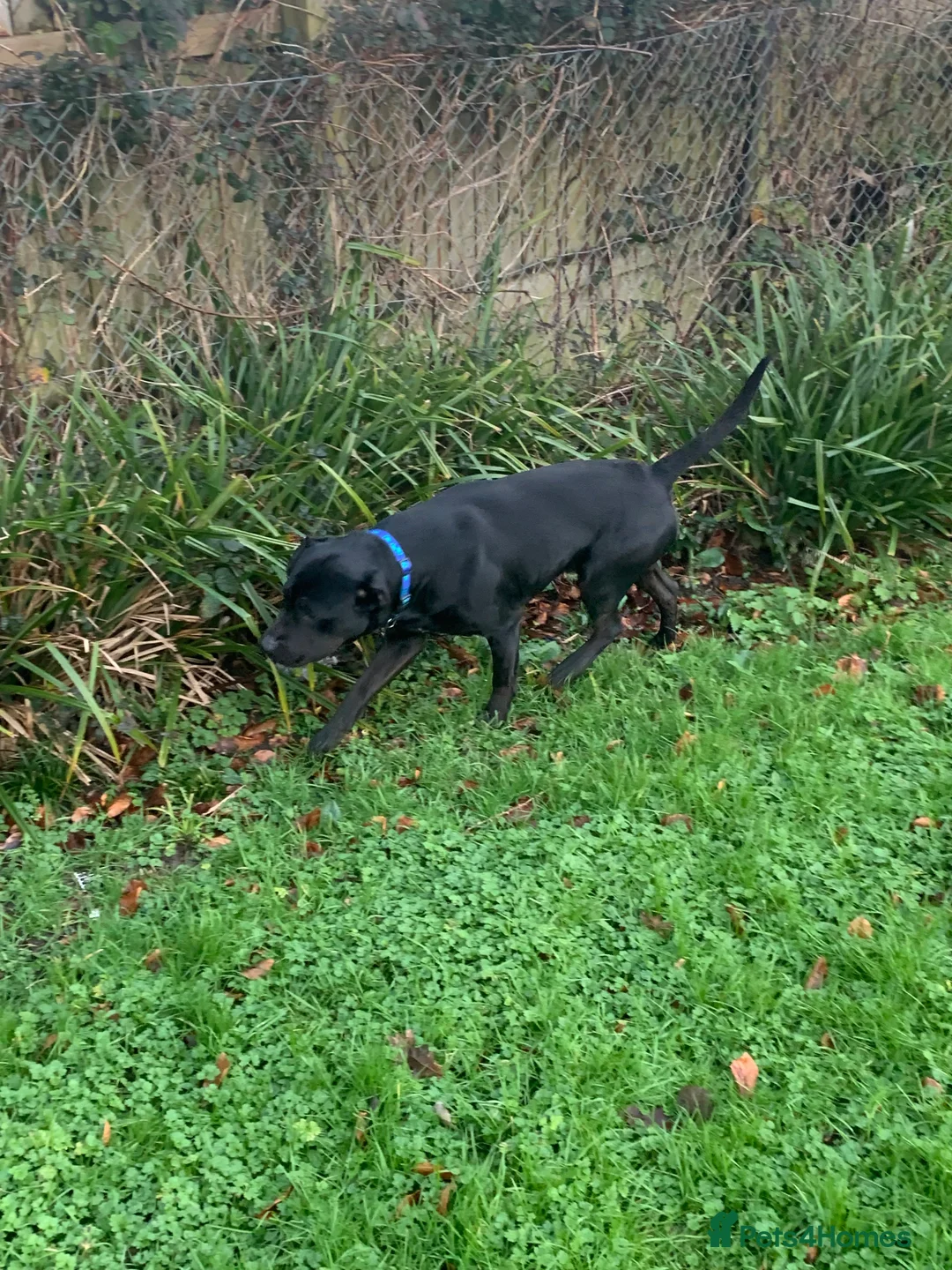 Staffordshire Bull Terrier dogs for sale: Sad sale of duke our much loved staff  - Advert 2