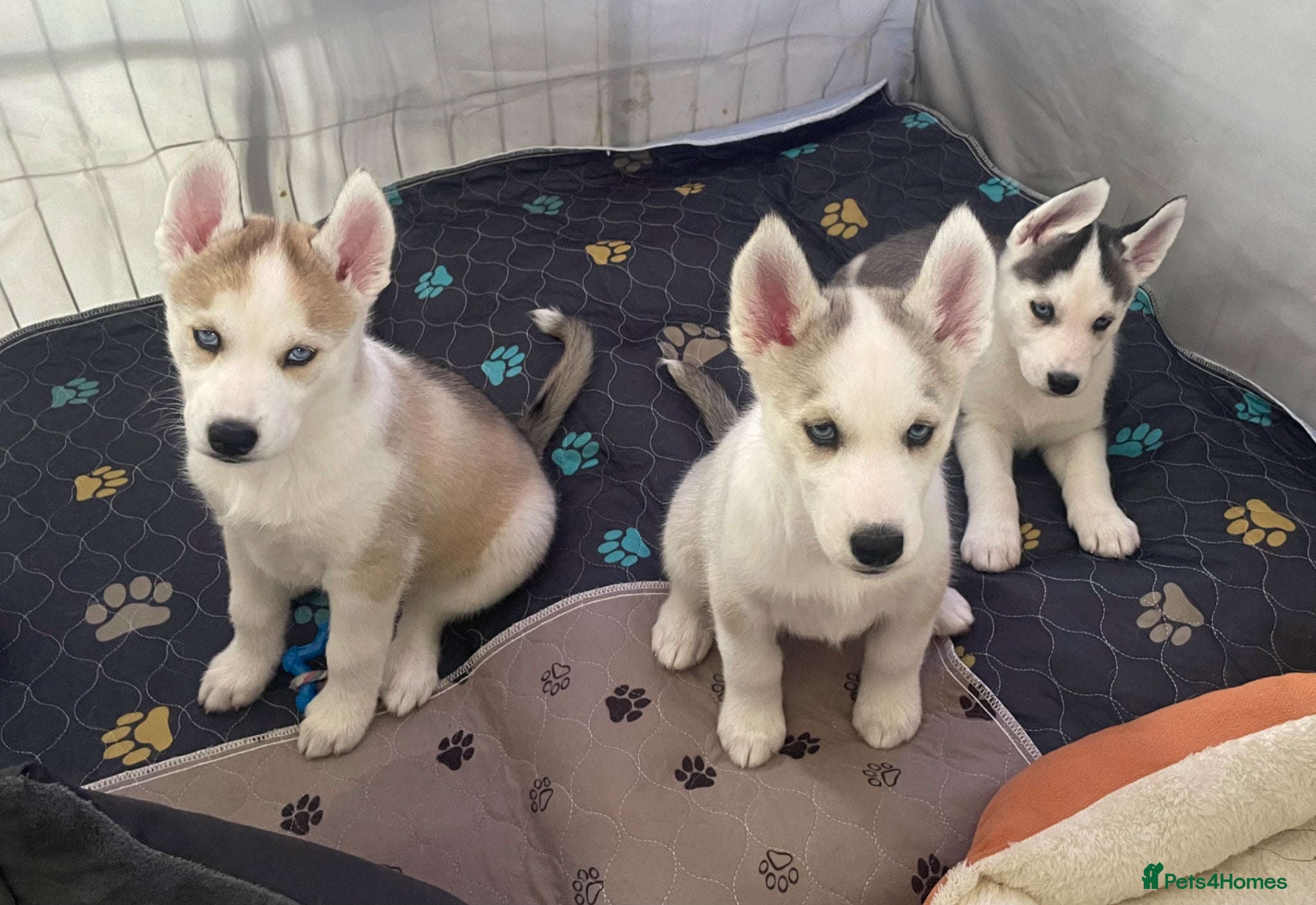 Siberian Husky dogs Siberian Husky Puppies Pure Bred Blue Eyed - Advert 5